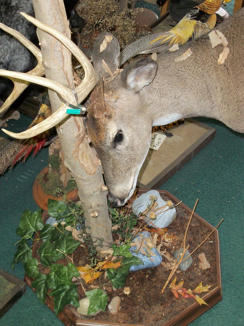 Pedestal mount of buck rubbing tree (pic) New Jersey Hunters